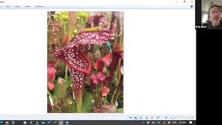 Carnivorous Plant Talk