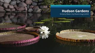 Victoria Bloom Time Lapse